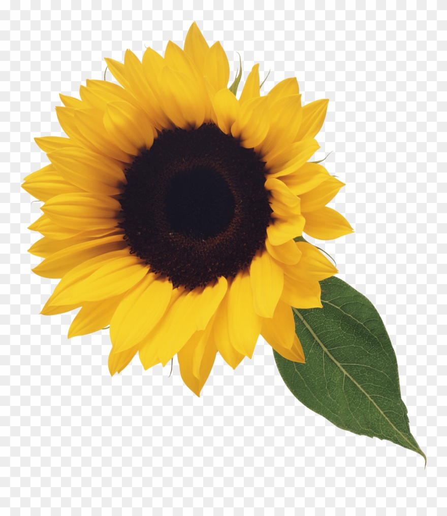 Detail Sunflowers Png Nomer 50