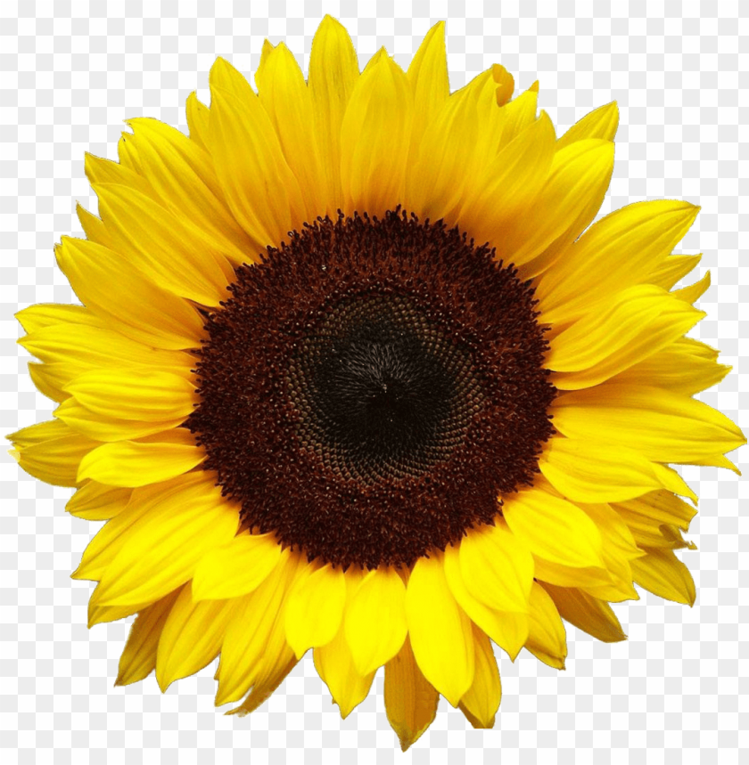 Detail Sunflowers Png Nomer 6