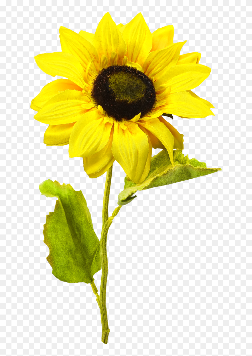Detail Sunflowers Transparent Nomer 11
