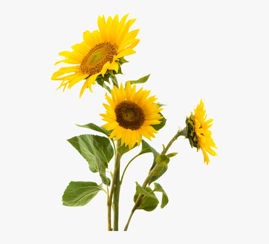 Detail Sunflowers Transparent Nomer 12