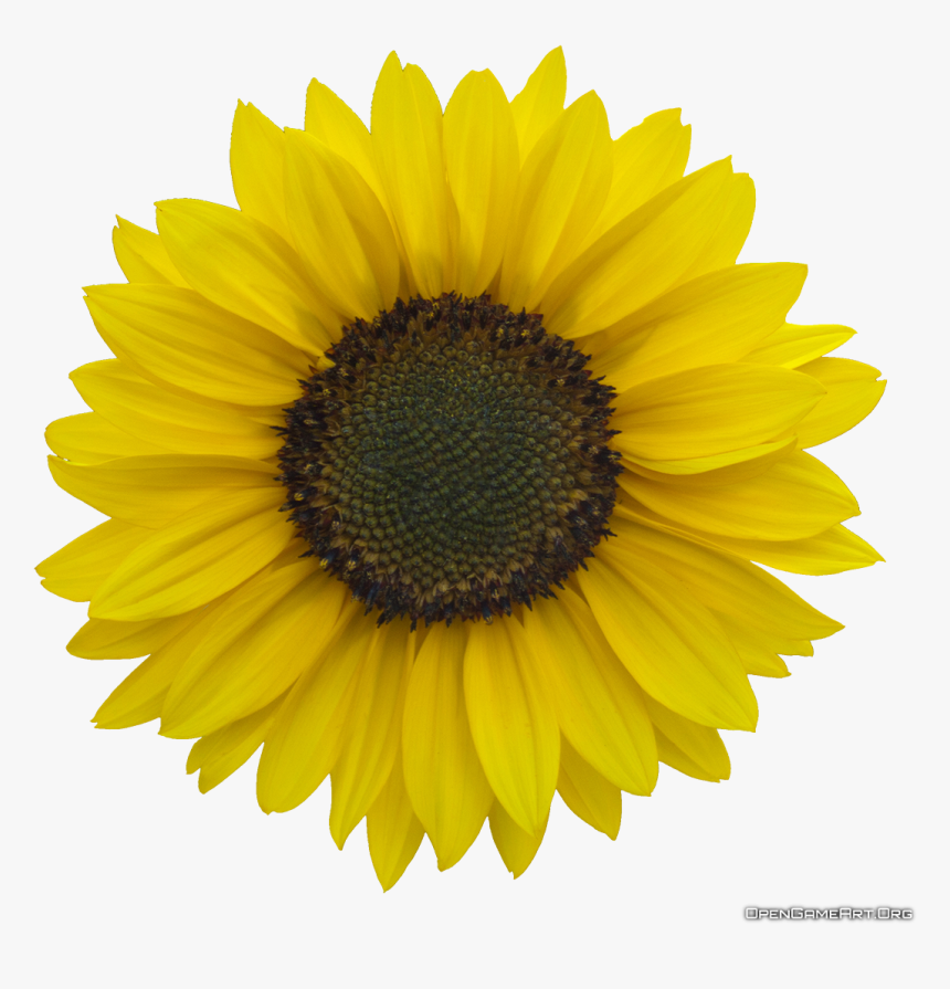 Detail Sunflowers Transparent Nomer 13