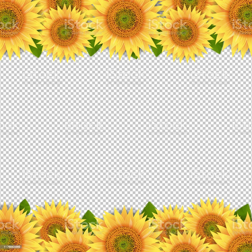 Detail Sunflowers Transparent Nomer 18