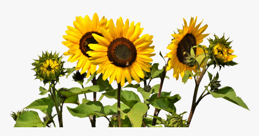 Detail Sunflowers Transparent Nomer 20