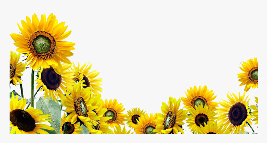 Detail Sunflowers Transparent Nomer 25
