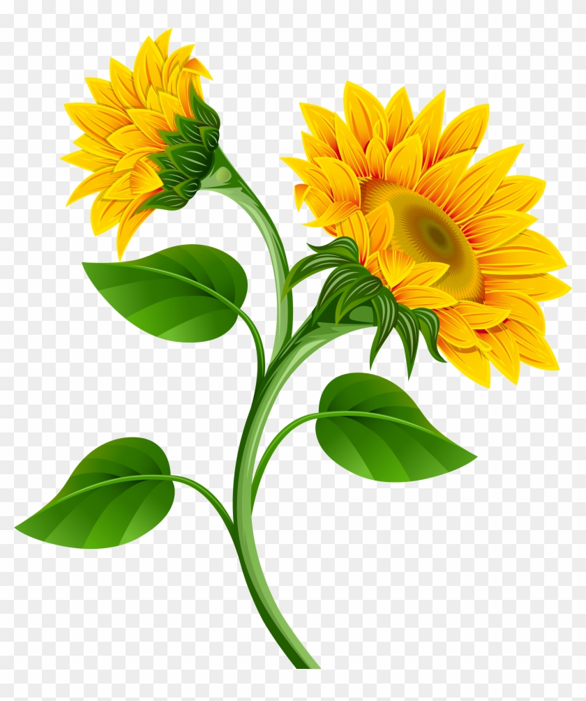 Detail Sunflowers Transparent Nomer 28