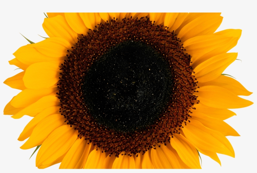 Detail Sunflowers Transparent Nomer 34