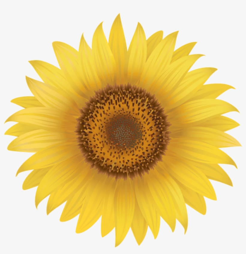 Detail Sunflowers Transparent Nomer 35