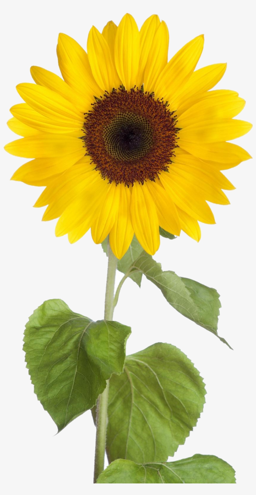 Detail Sunflowers Transparent Nomer 36
