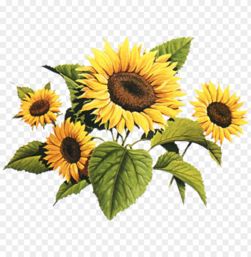 Detail Sunflowers Transparent Nomer 38