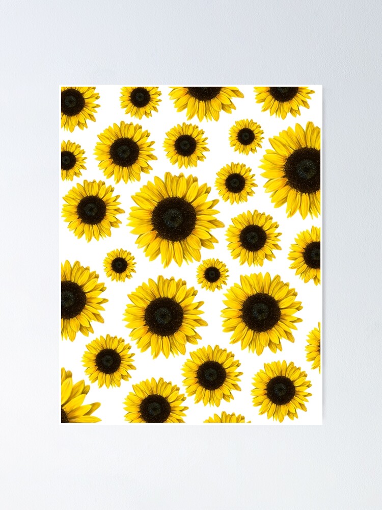 Detail Sunflowers Transparent Nomer 46