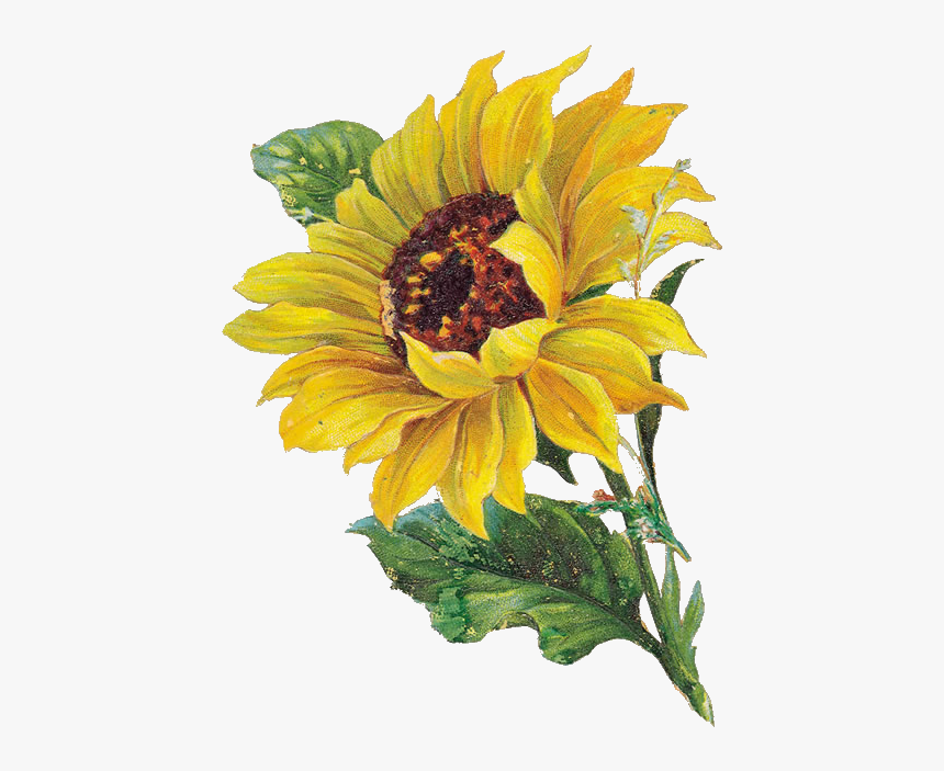 Detail Sunflowers Transparent Nomer 50