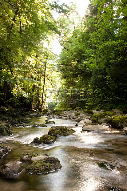 Detail Sungai Di Hutan Nomer 15