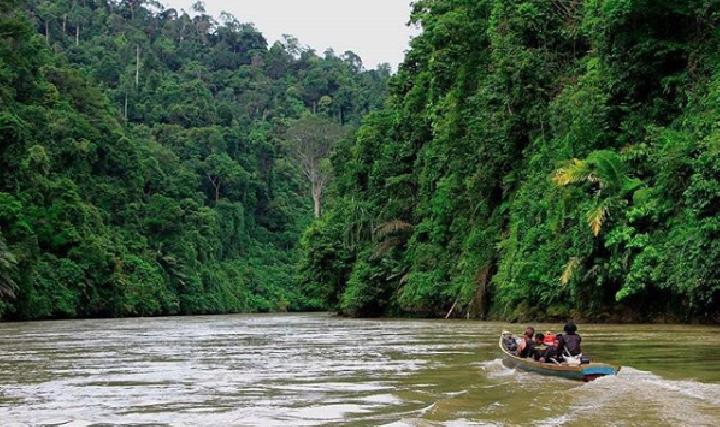 Detail Sungai Di Hutan Nomer 16