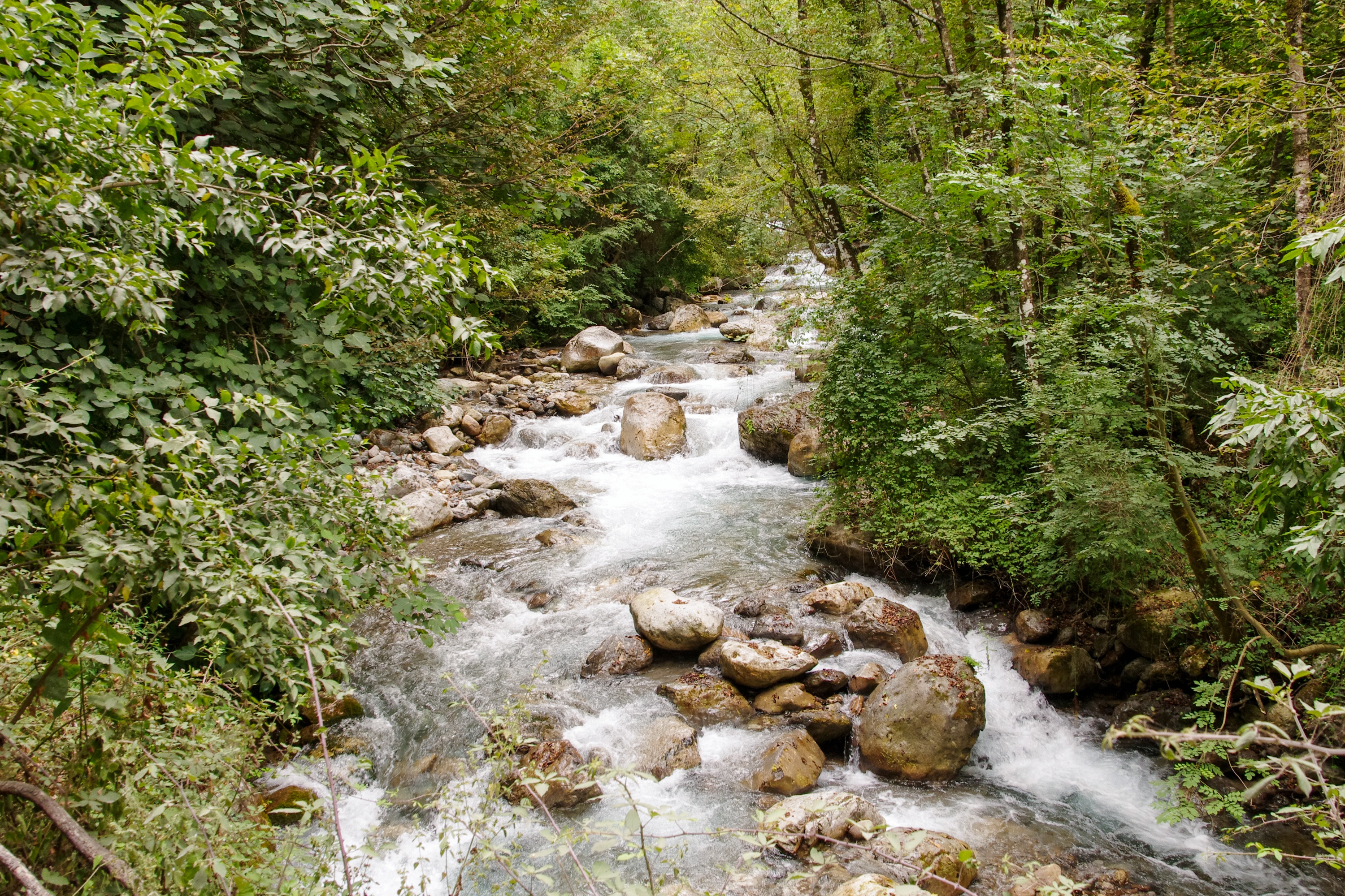 Detail Sungai Di Hutan Nomer 39