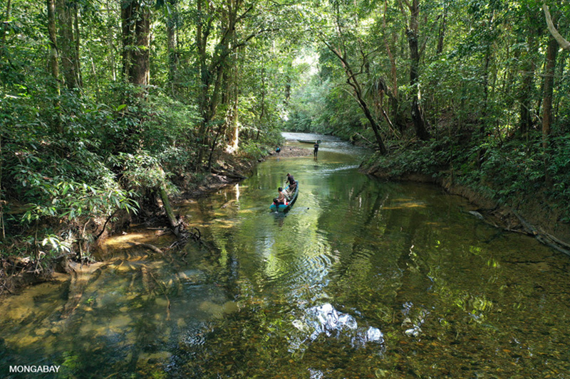 Detail Sungai Di Hutan Nomer 42