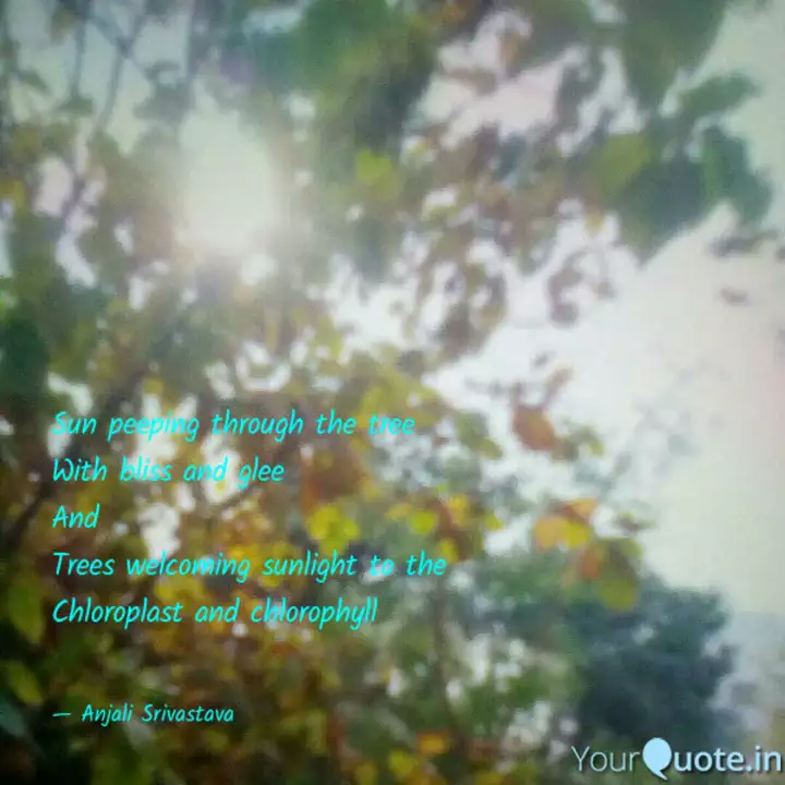 Detail Sunlight Through Trees Quotes Nomer 20