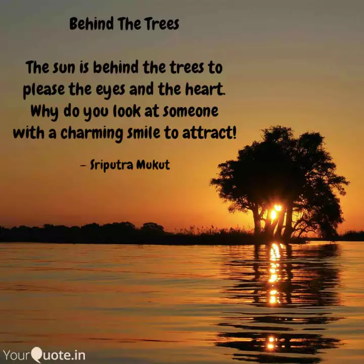 Detail Sunlight Through Trees Quotes Nomer 40