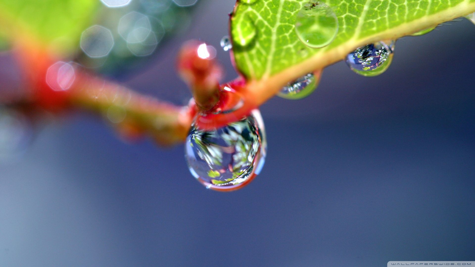 Detail Superb Wallpapers Nomer 12