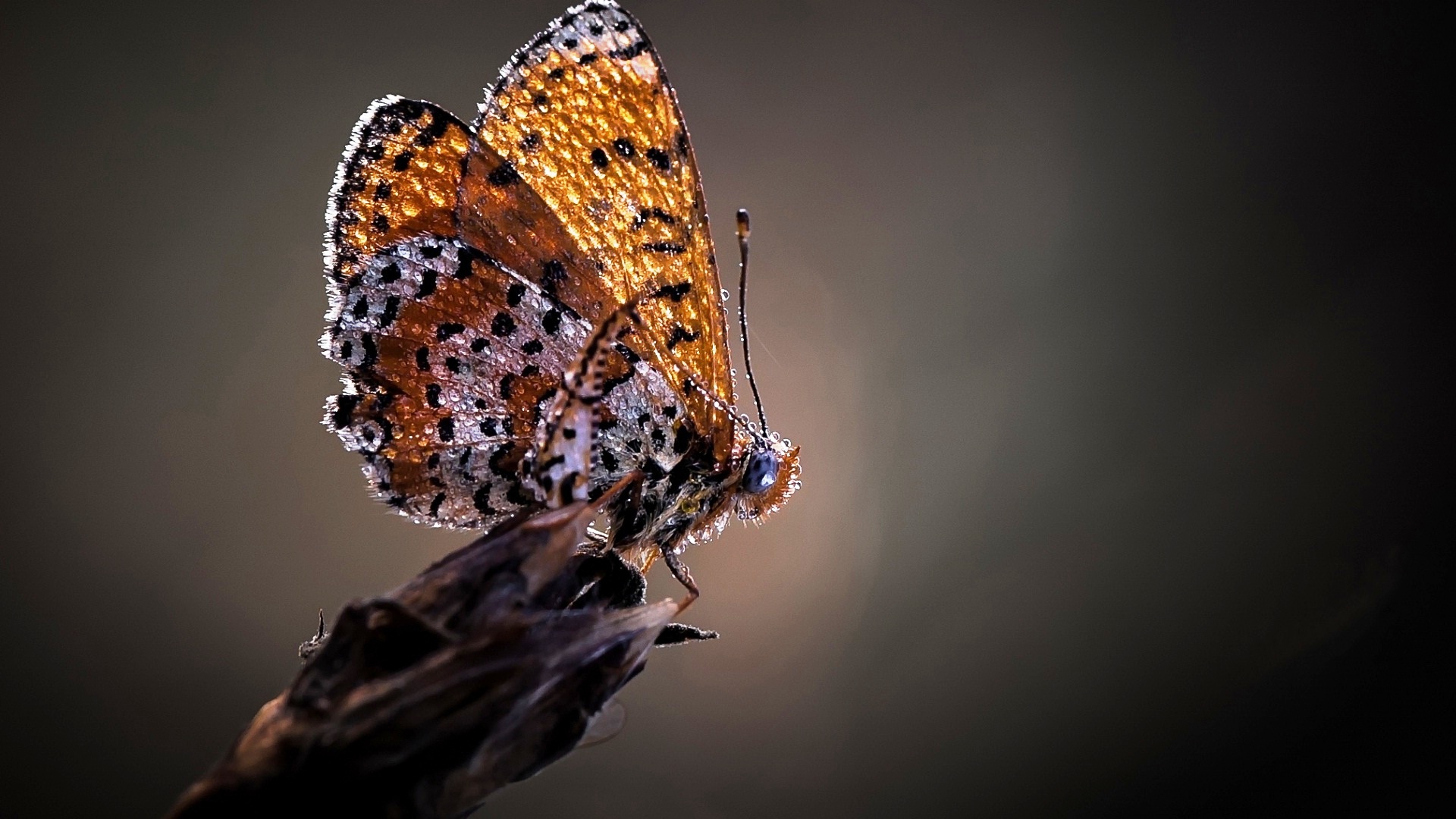 Detail Superb Wallpapers Nomer 16