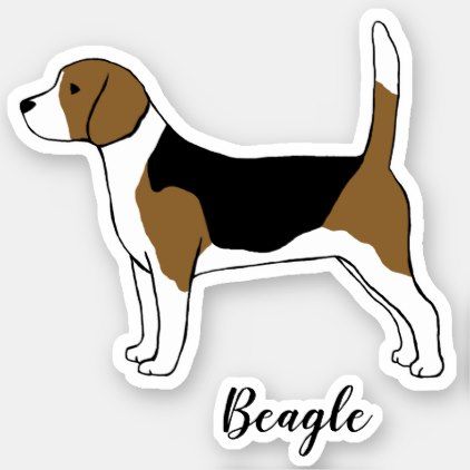 Detail Amerikanischer Beagle Nomer 2