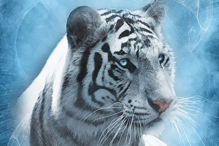 Detail Download Gambar Harimau Putih Nomer 29
