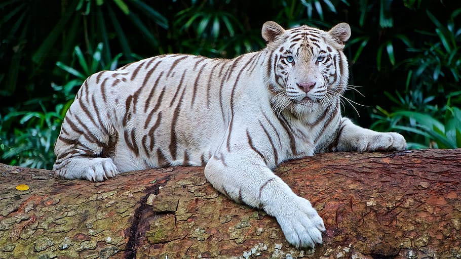 Detail Download Gambar Harimau Putih Nomer 30