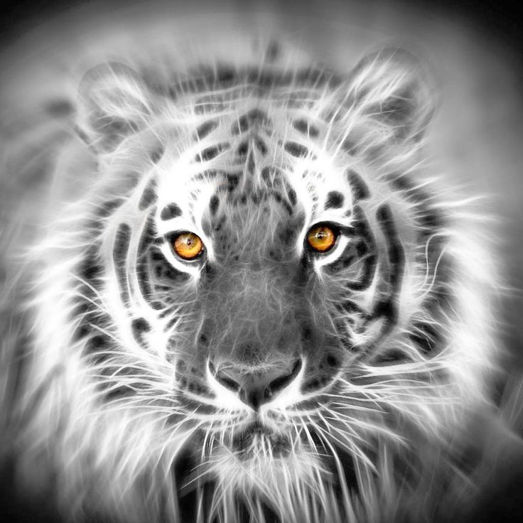 Detail Download Gambar Harimau Putih Nomer 52