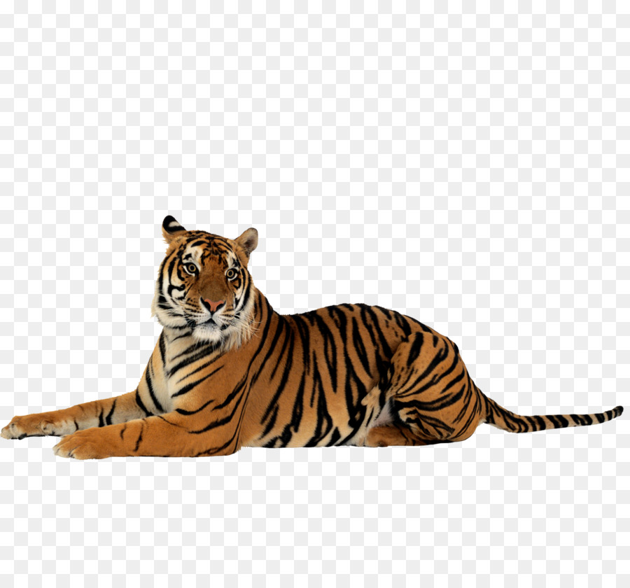 Detail Download Gambar Harimau Putih Nomer 57