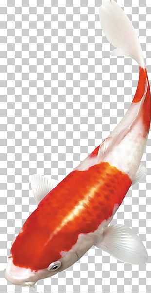 Detail Download Gambar Ikan Koi Nomer 14
