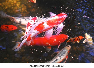 Detail Download Gambar Ikan Koi Nomer 52