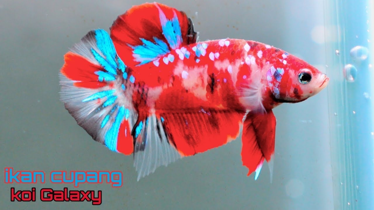 Detail Download Gambar Ikan Koi Nomer 54