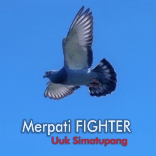 Detail Download Gambar Merpati Nomer 50