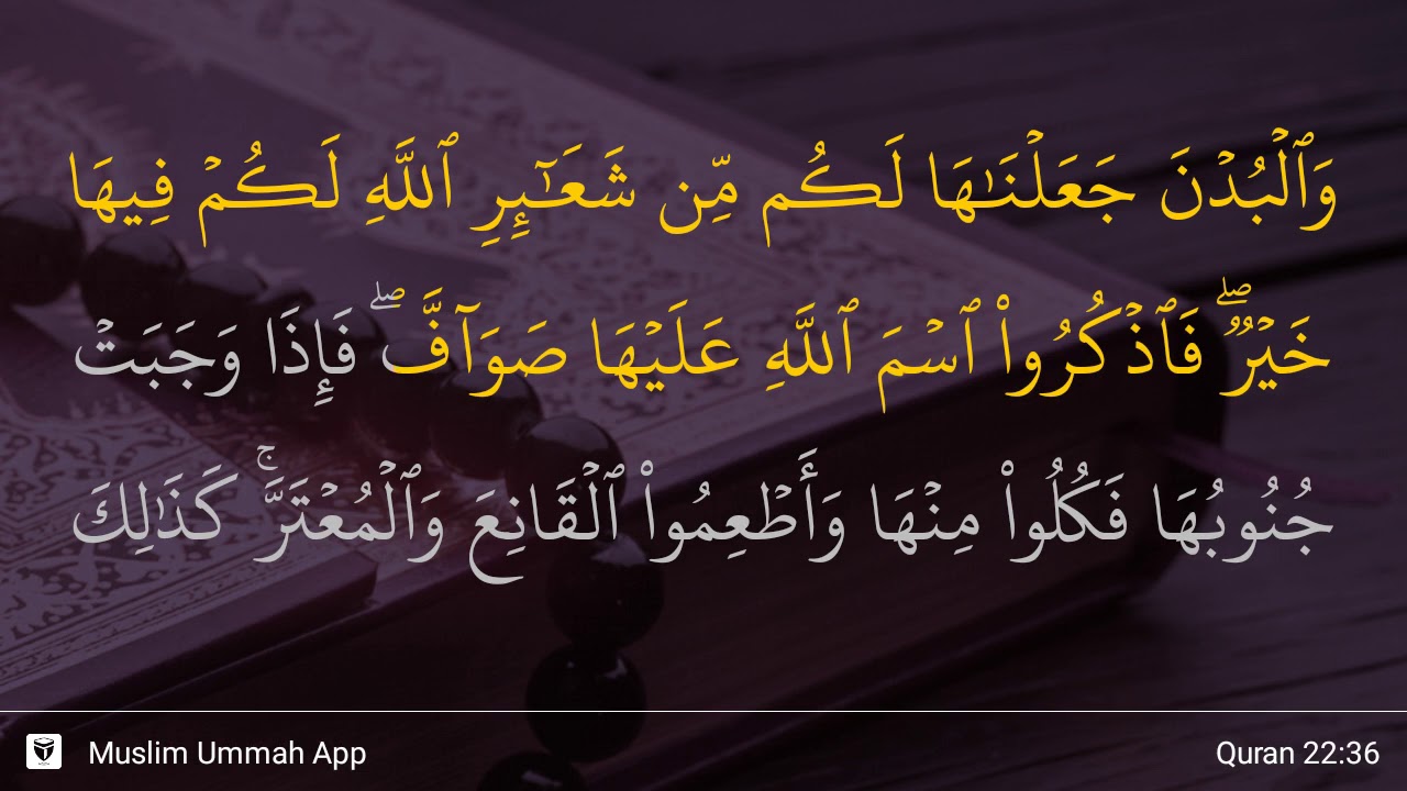 Surat Al Hajj Ayat 36 - KibrisPDR