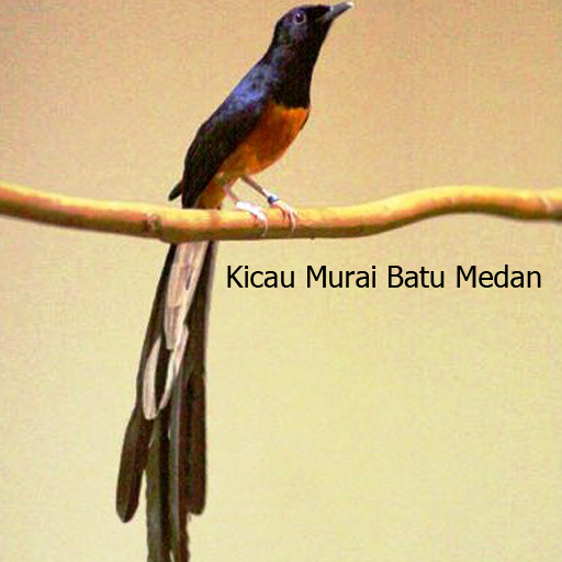 Detail Download Gambar Murai Batu Nomer 42