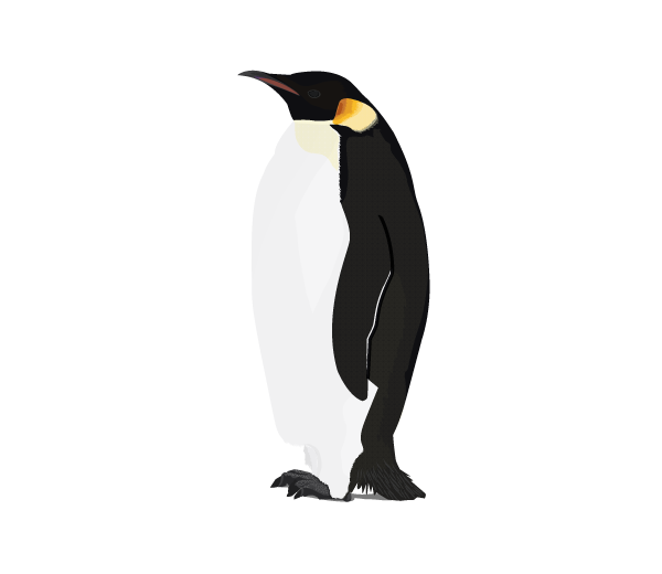 Detail Download Gambar Pinguin Nomer 30