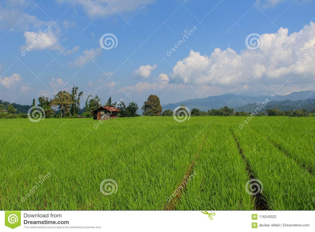 Detail Download Gambar Sawah Nomer 22