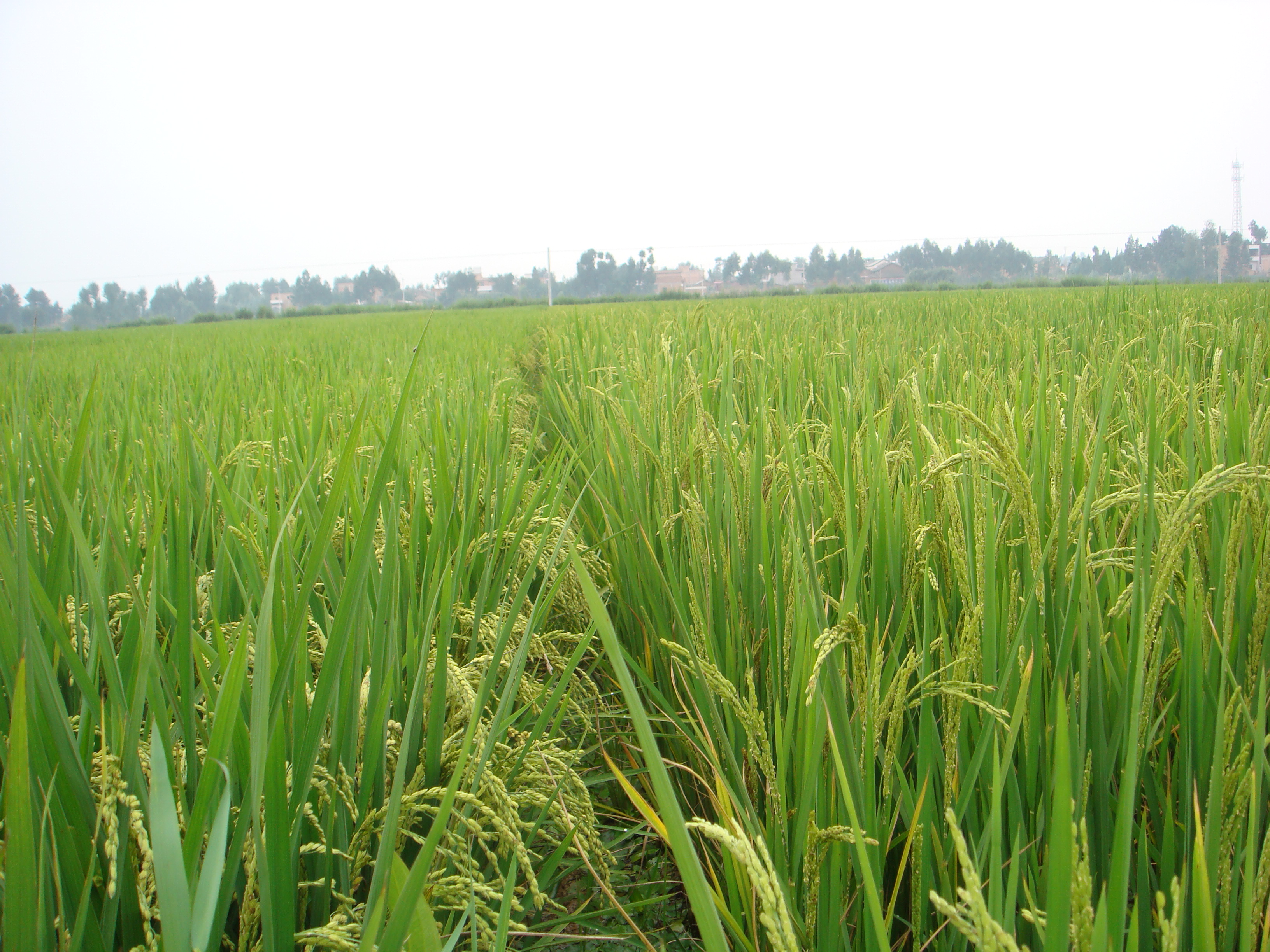 Detail Download Gambar Sawah Nomer 54