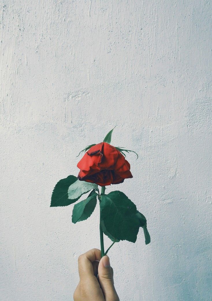 Detail Download Gambar Setangkai Bunga Mawar Merah Nomer 14