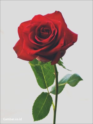 Detail Download Gambar Setangkai Bunga Mawar Merah Nomer 2