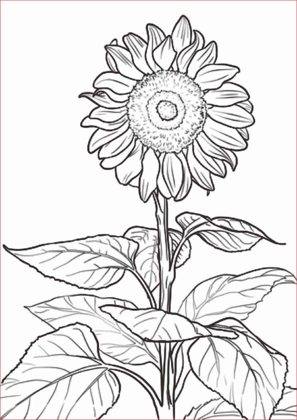 Detail Download Gambar Sketsa Bunga Matahari Nomer 15
