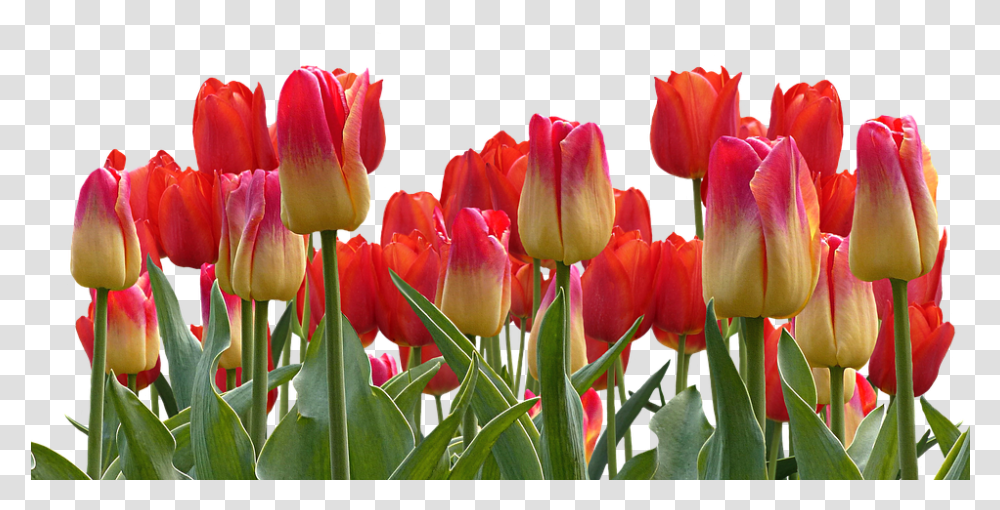 Detail Download Gambar Taman Bunga Tulip Nomer 42