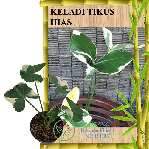 Detail Download Gambar Tanaman Keladi Tikus Nomer 36