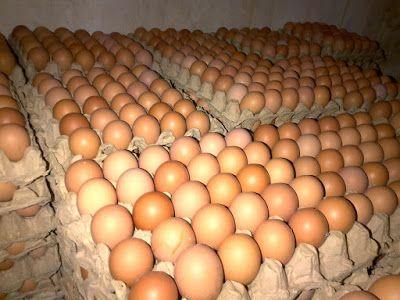 Detail Download Gambar Telur Ayam Nomer 14