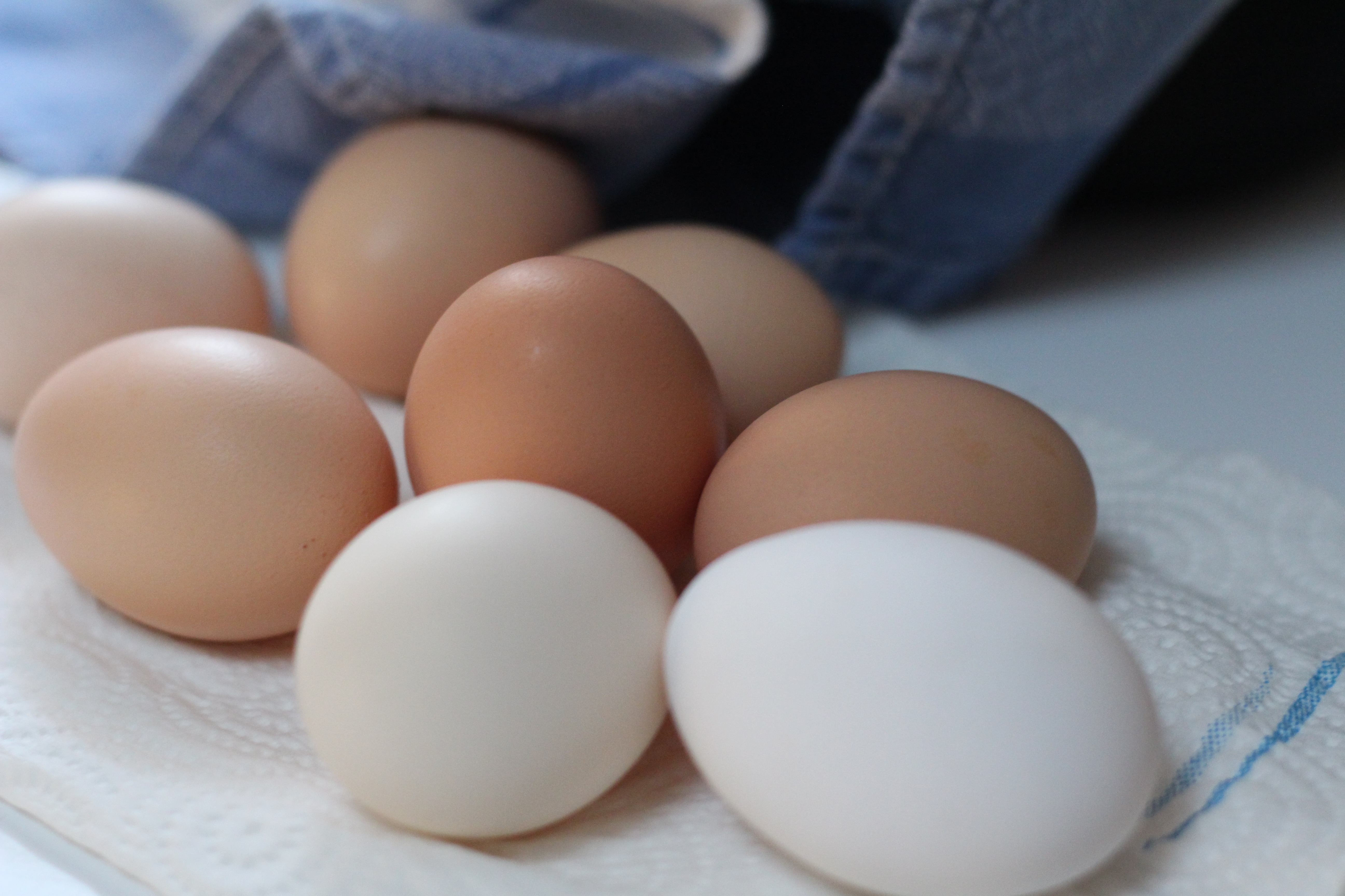 Detail Download Gambar Telur Ayam Nomer 16