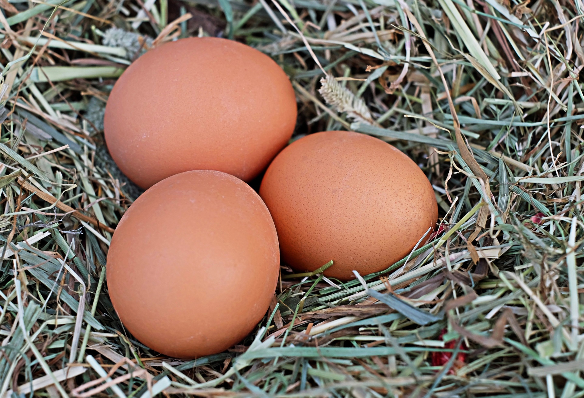 Detail Download Gambar Telur Ayam Nomer 3