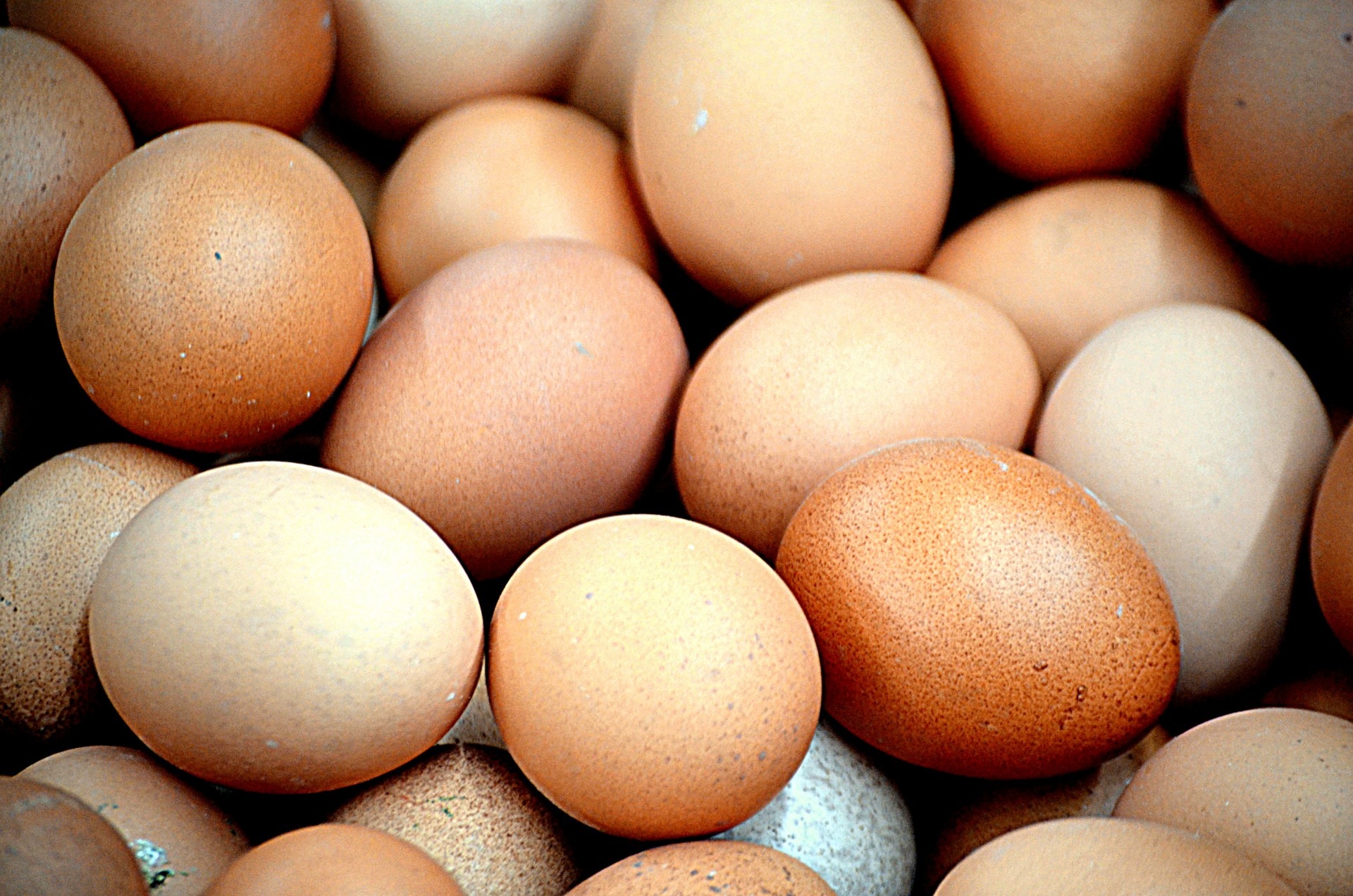 Detail Download Gambar Telur Ayam Nomer 22