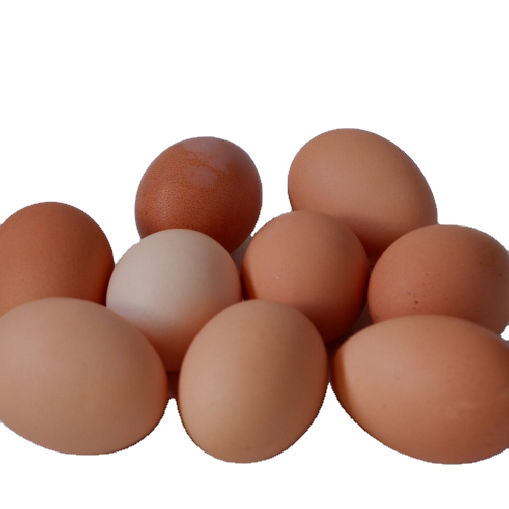 Detail Download Gambar Telur Ayam Nomer 23