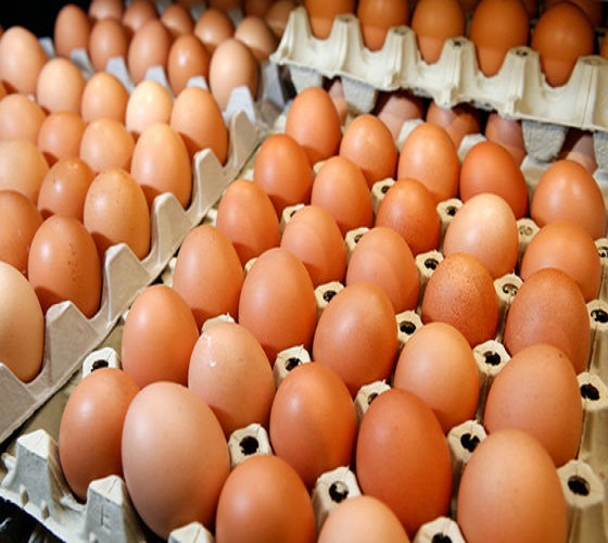 Detail Download Gambar Telur Ayam Nomer 24