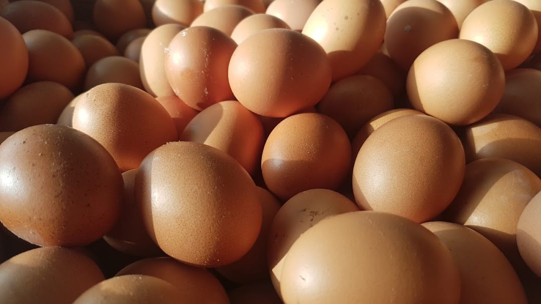Detail Download Gambar Telur Ayam Nomer 25