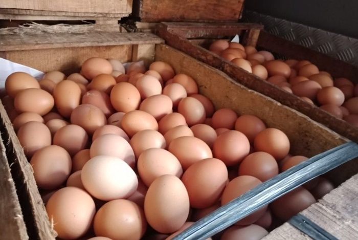 Detail Download Gambar Telur Ayam Nomer 30